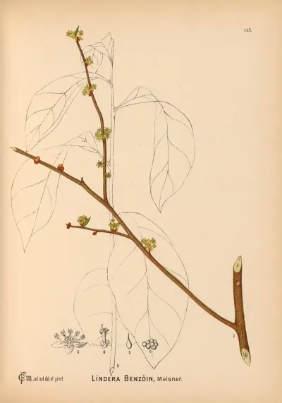 Medicinal Plants Pl 041