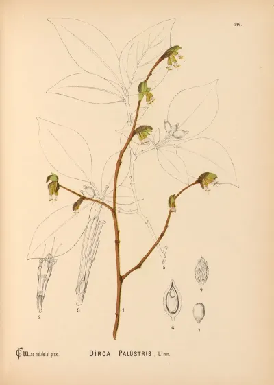 Medicinal Plants Pl 042