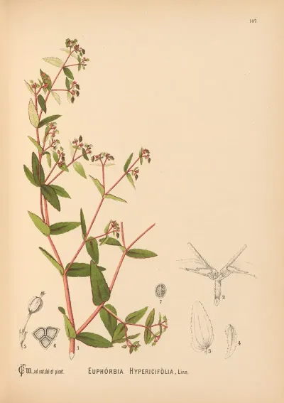Medicinal Plants Pl 043