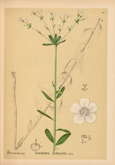 Medicinal Plants Pl 044