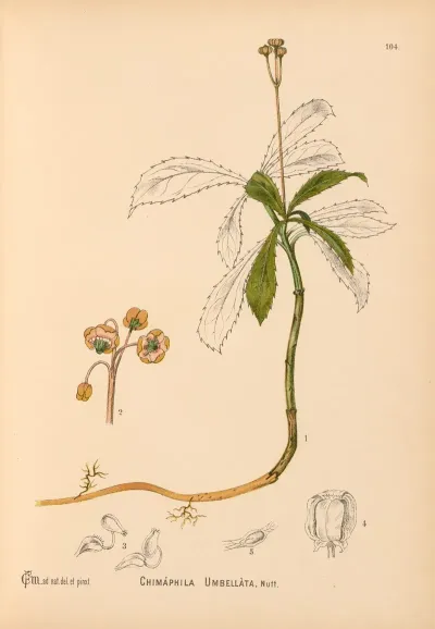 Medicinal Plants Pl 045