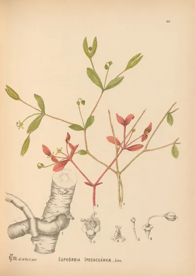 Medicinal Plants Pl 046