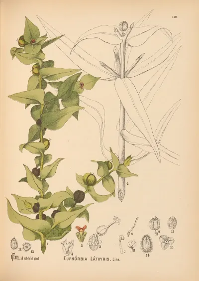 Medicinal Plants Pl 047