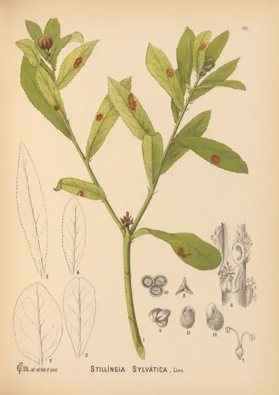 Medicinal Plants Pl 048