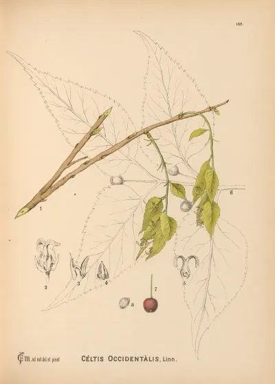 Medicinal Plants Pl 049