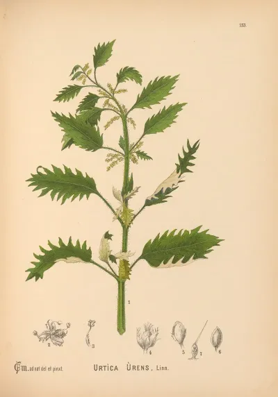 Medicinal Plants Pl 050