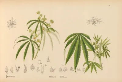 Medicinal Plants Pl 051