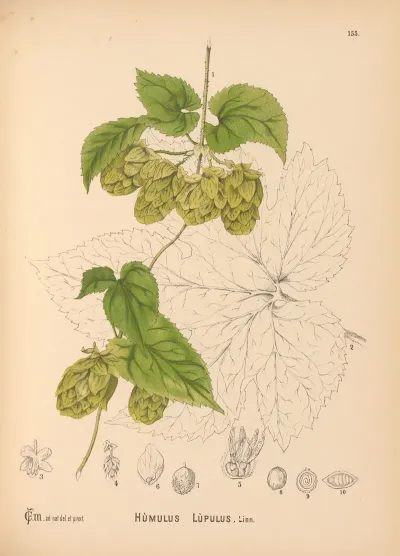 Medicinal Plants Pl 052