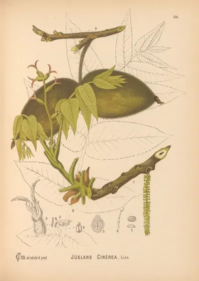 Medicinal Plants Pl 053