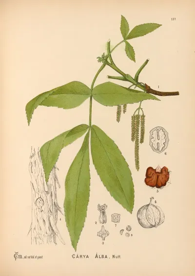 Medicinal Plants Pl 054