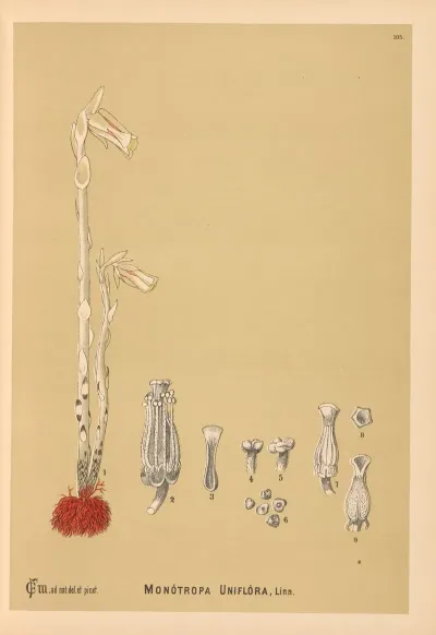 Medicinal Plants Pl 055
