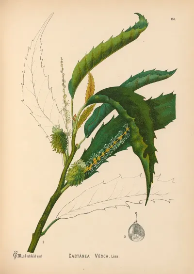 Medicinal Plants Pl 056