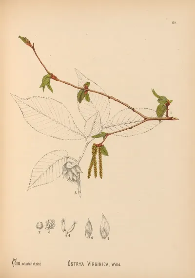 Medicinal Plants Pl 057