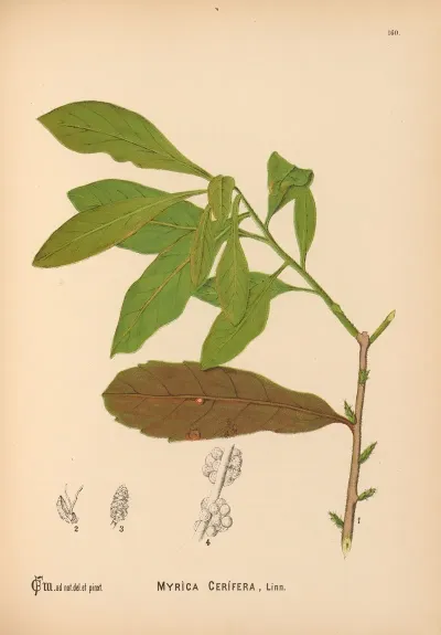 Medicinal Plants Pl 058