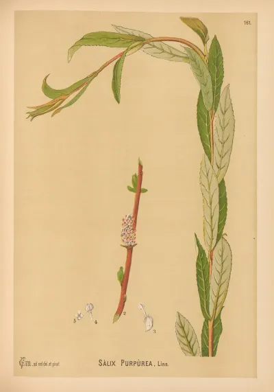 Medicinal Plants Pl 059