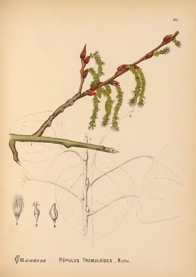Medicinal Plants Pl 060