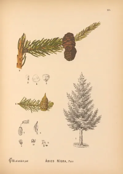 Medicinal Plants Pl 061