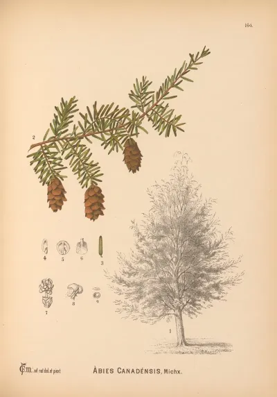 Medicinal Plants Pl 062