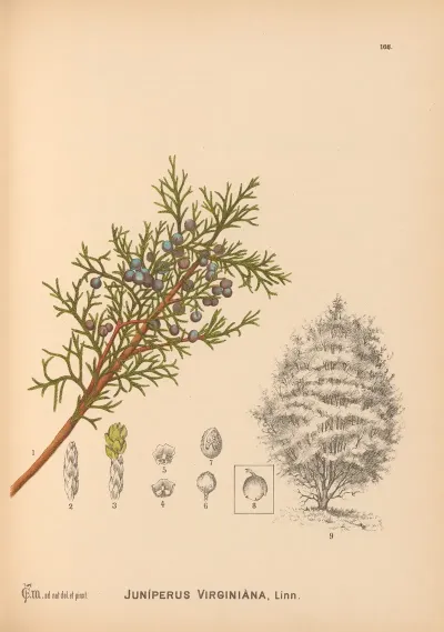 Medicinal Plants Pl 064