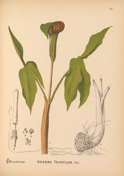 Medicinal Plants Pl 065