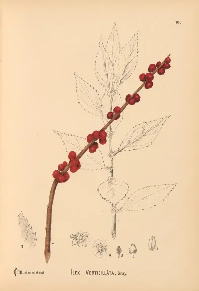Medicinal Plants Pl 066