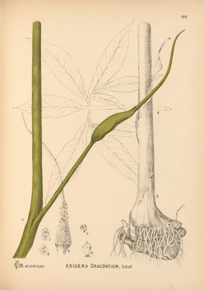 Medicinal Plants Pl 067