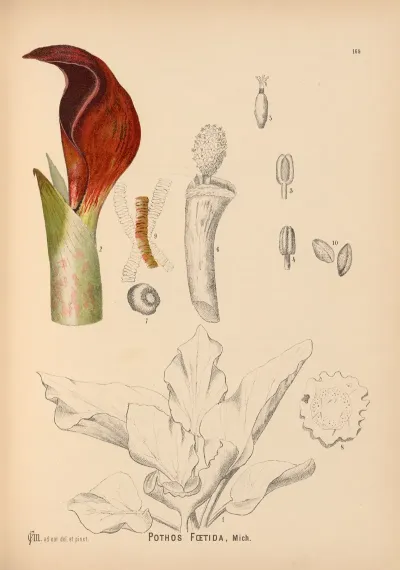Medicinal Plants Pl 068