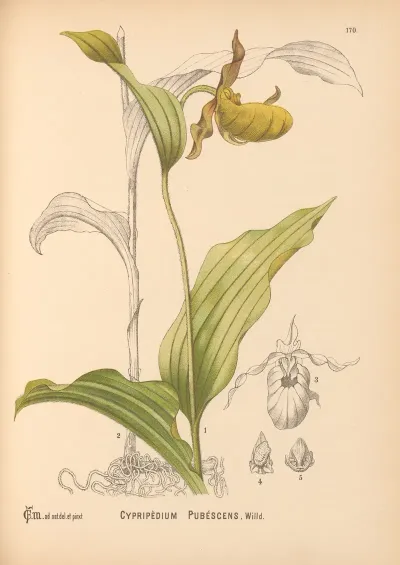 Medicinal Plants Pl 069