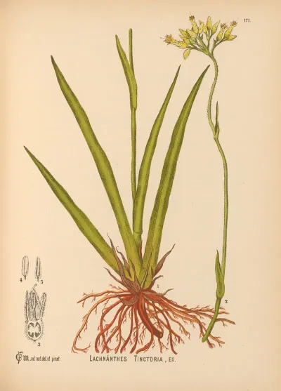 Medicinal Plants Pl 070