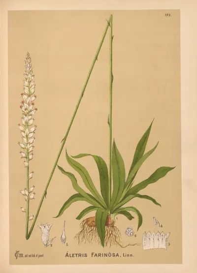 Medicinal Plants Pl 071