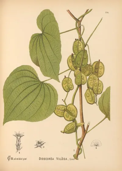 Medicinal Plants Pl 073