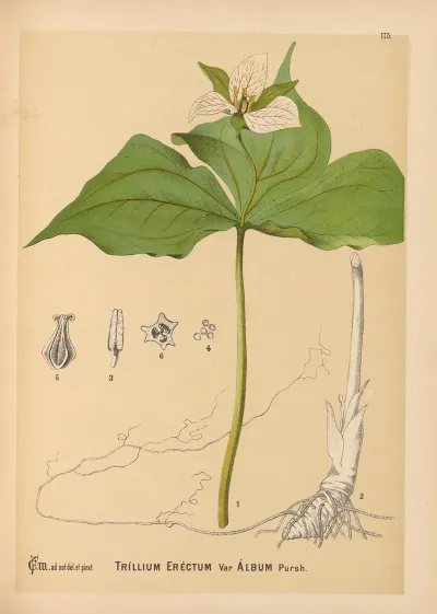 Medicinal Plants Pl 074