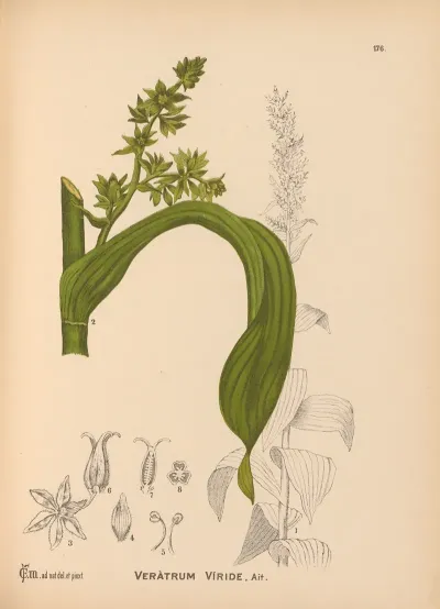 Medicinal Plants Pl 075