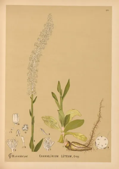 Medicinal Plants Pl 076
