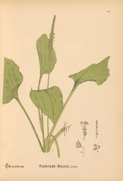 Medicinal Plants Pl 077