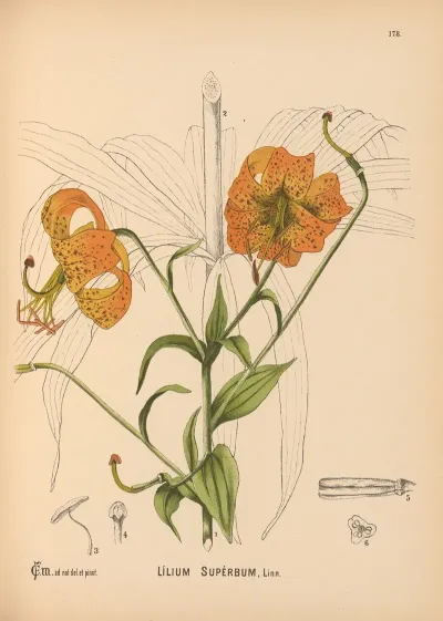 Medicinal Plants Pl 078
