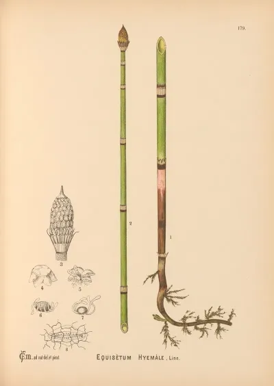 Medicinal Plants Pl 079