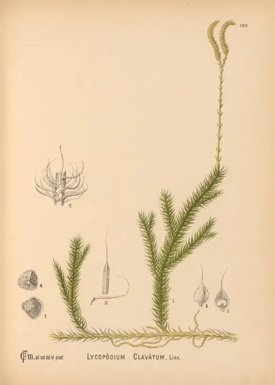 Medicinal Plants Pl 080