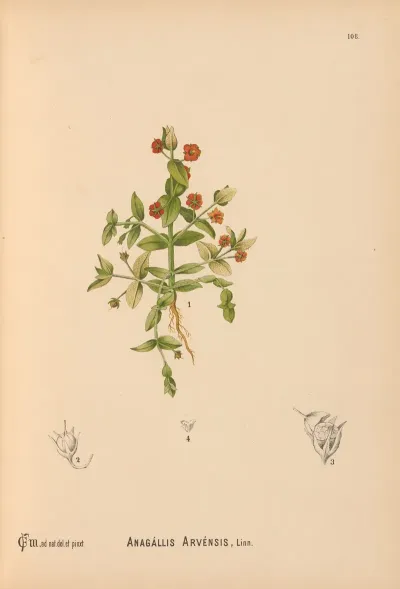 Medicinal Plants Pl 081