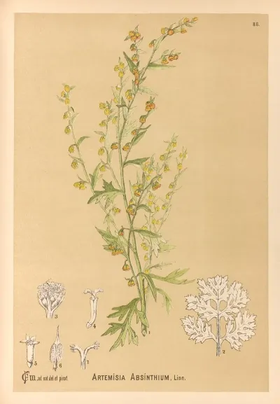 Medicinal Plants Pl 082
