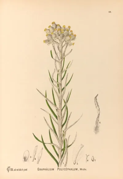 Medicinal Plants Pl 083