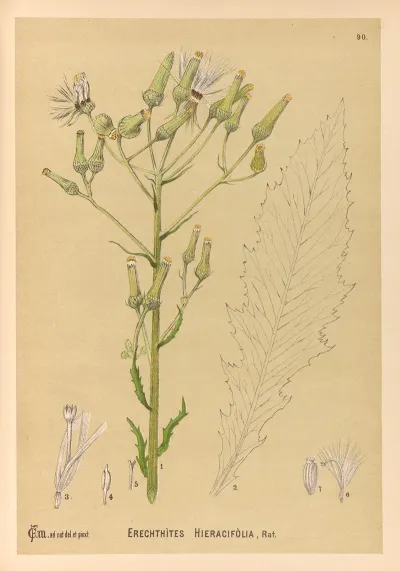 Medicinal Plants Pl 084
