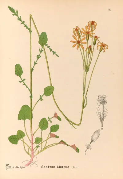 Medicinal Plants Pl 085