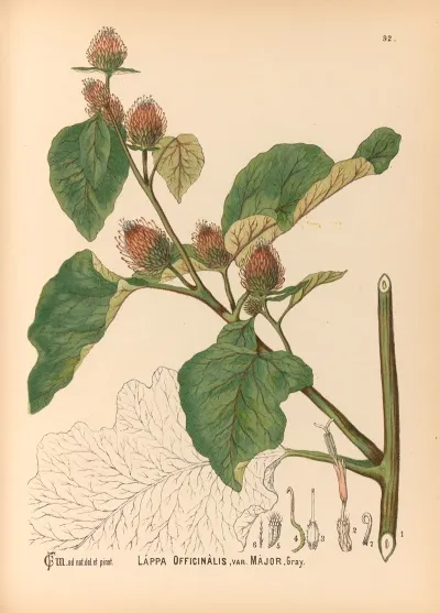 Medicinal Plants Pl 086
