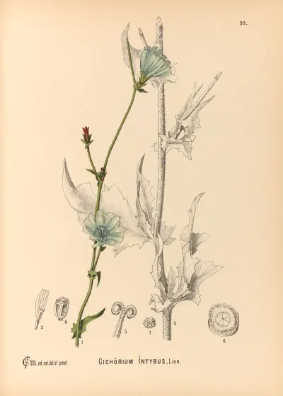 Medicinal Plants Pl 087