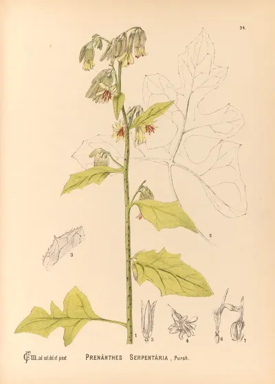 Medicinal Plants Pl 088