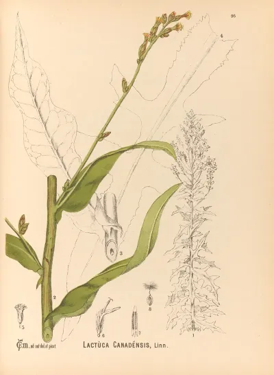 Medicinal Plants Pl 090