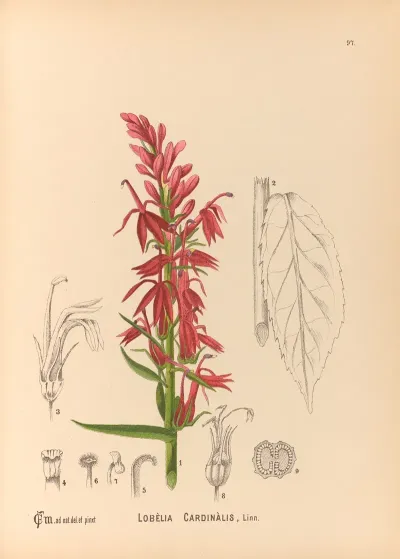 Medicinal Plants Pl 091
