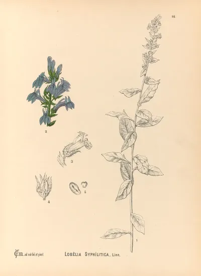 Medicinal Plants Pl 092