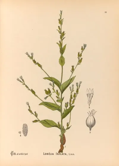 Medicinal Plants Pl 093